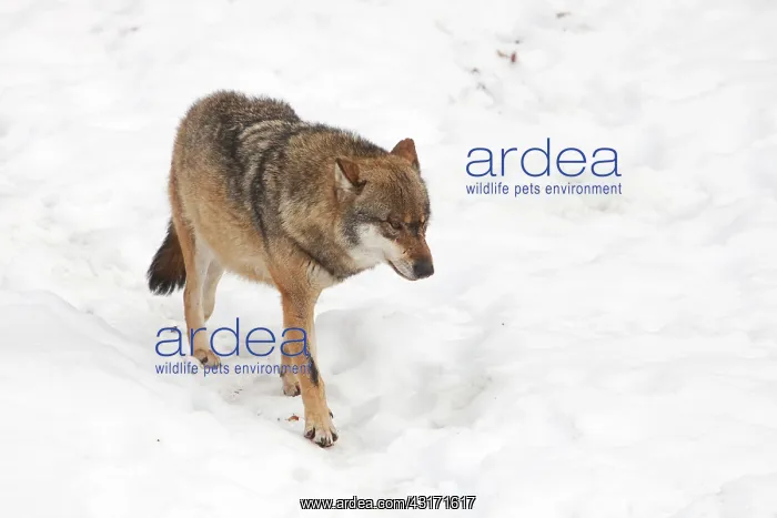 : European Wolf : European Wolf