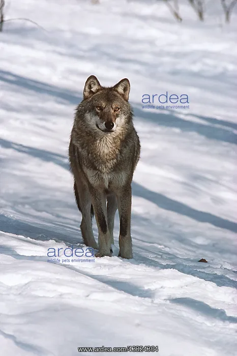 : EUROPEAN WOLF : EUROPEAN WOLF
