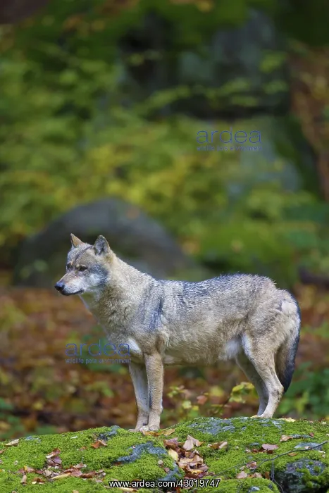  : European Wolf adult