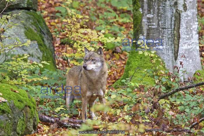  : European Wolf adult