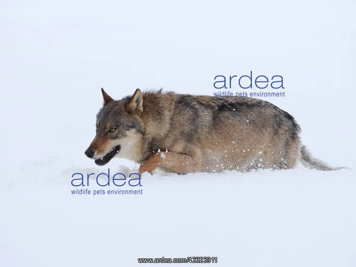 : European Wolf-adult is crossing a snow covered meadow, Czech : European Wolf-adult is crossing a snow covered meadow, Czech