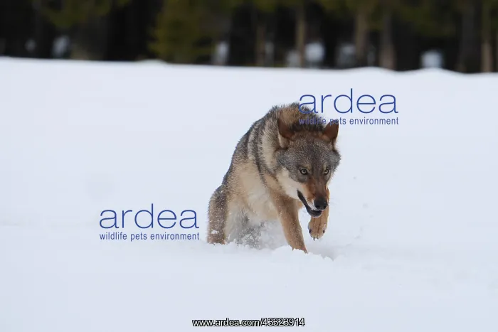 : European Wolf-adult is crossing a snow covered meadow, Czech : European Wolf-adult is crossing a snow covered meadow, Czech