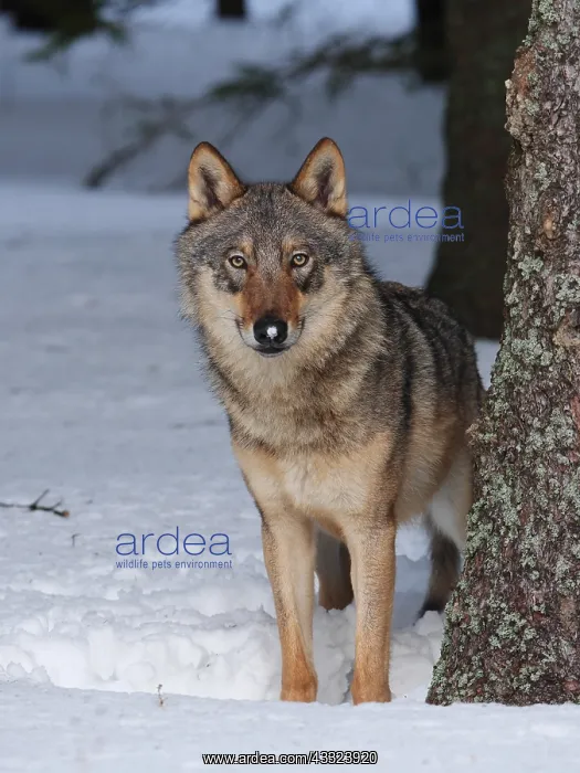 : European Wolf-adult in winter is standing behind : European Wolf-adult in winter is standing behind