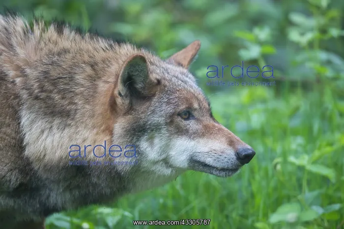 : European Wolf - adult wolf portrait - Germany : European Wolf - adult wolf portrait - Germany