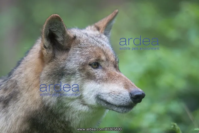: European Wolf - adult wolf portrait - Germany : European Wolf - adult wolf portrait - Germany