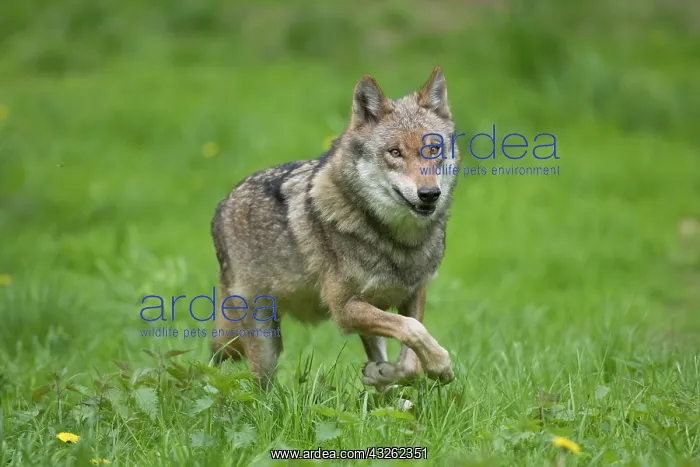 : European Wolf - adult wolf running - Germany : European Wolf - adult wolf running - Germany