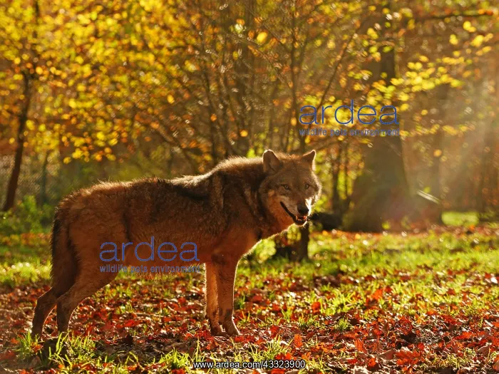 : European Wolf-adult wolf is standing in autumn forest : European Wolf-adult wolf is standing in autumn forest