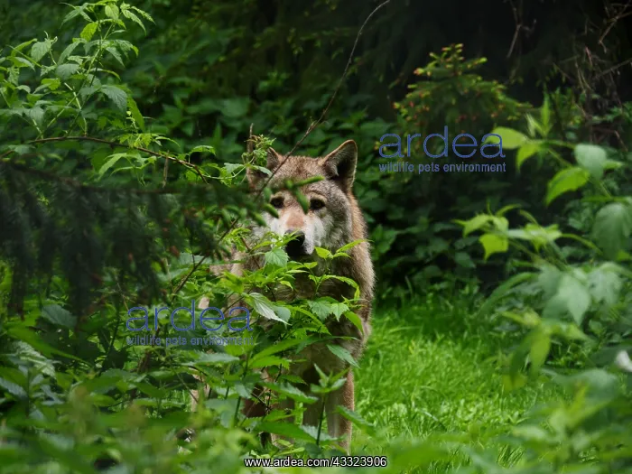 : European Wolf-adult wolf is standing behind a bush : European Wolf-adult wolf is standing behind a bush