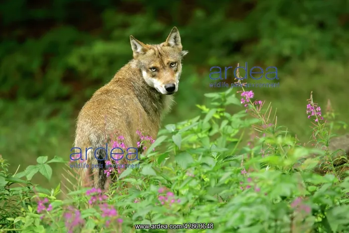 : European Wolf - adult wolf standing on forest clearing : European Wolf - adult wolf standing on forest clearing