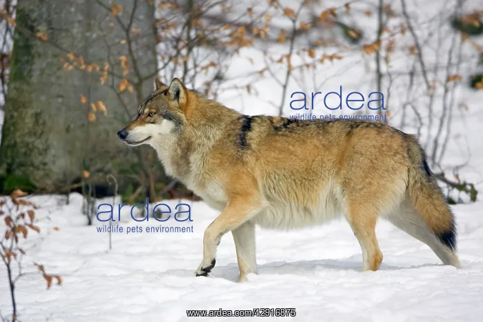 : European Wolf - alert in snow : European Wolf - alert in snow