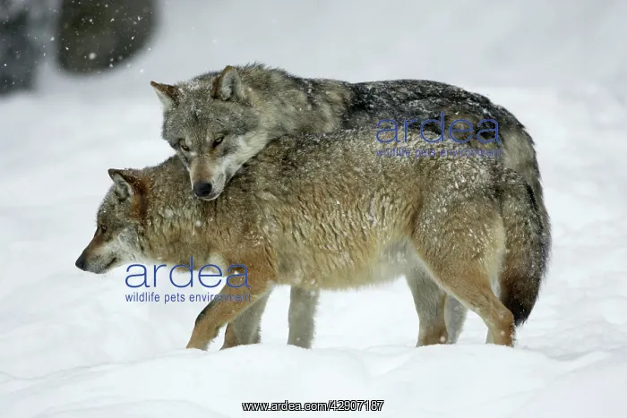 : European Wolf - alpha male showing affection towards : European Wolf - alpha male showing affection towards
