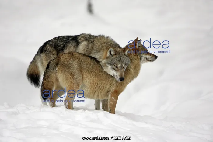 : European Wolf - alpha male showing affection towards : European Wolf - alpha male showing affection towards