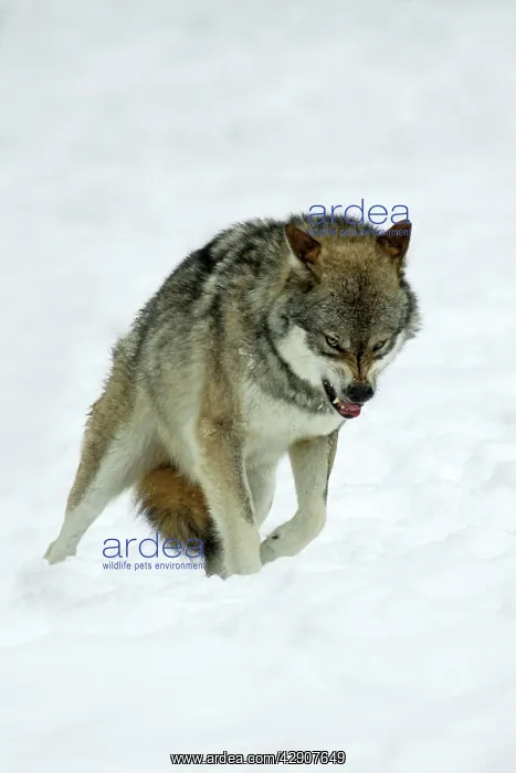  : European Wolf - animal snarling to other pack members