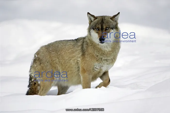 : European Wolf - animal standing in deep snow, winter : European Wolf - animal standing in deep snow, winter