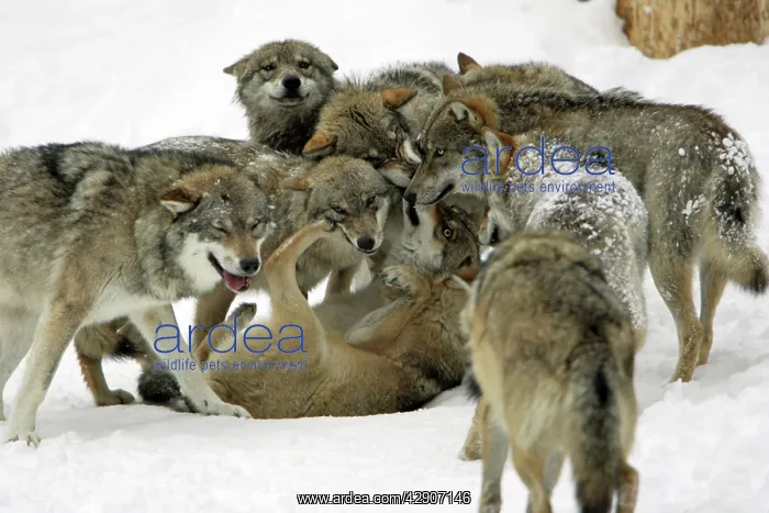 : European Wolf - animals showing respect to female : European Wolf - animals showing respect to female