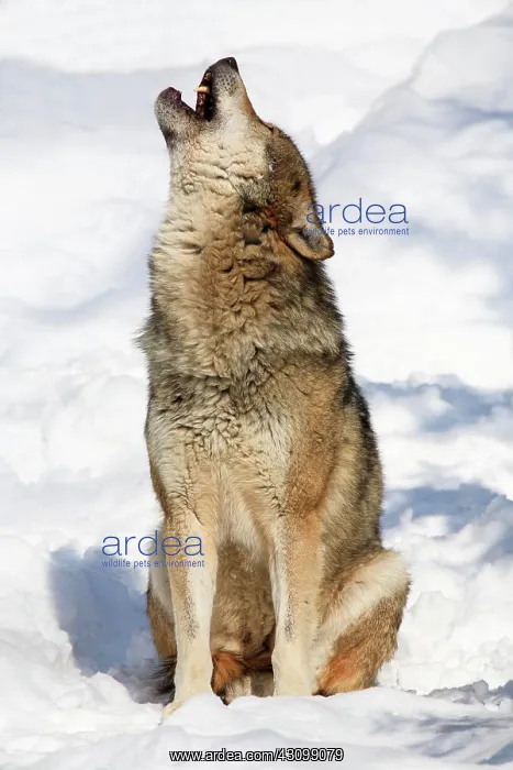 : European wolf, Bavarian Forest National Park, Germany : European wolf, Bavarian Forest National Park, Germany