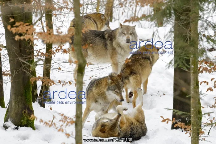 : European wolf (Canis lupus lupus) pack, playing : European wolf (Canis lupus lupus) pack, playing