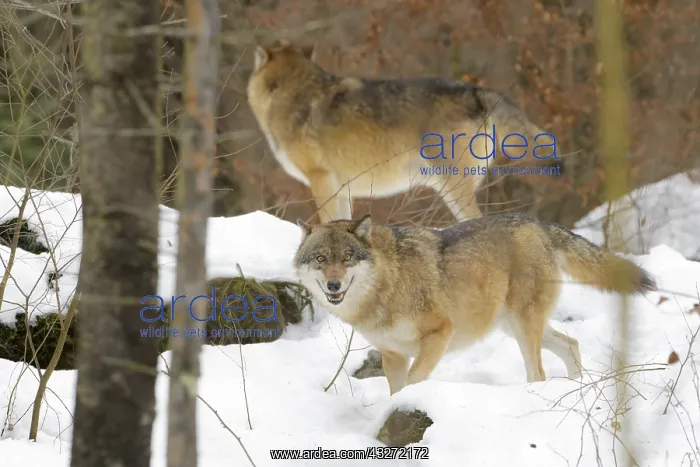 : European Wolf (Canis lupus lupus) pair looking at : European Wolf (Canis lupus lupus) pair looking at