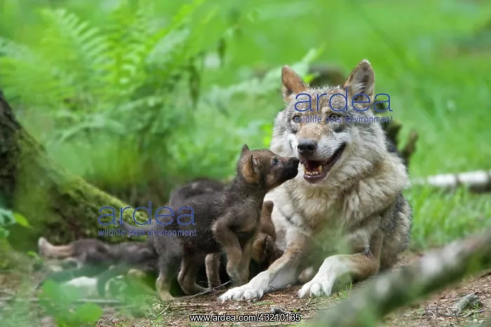 : European wolf (Canis lupus lupus) with pup, puppy : European wolf (Canis lupus lupus) with pup, puppy
