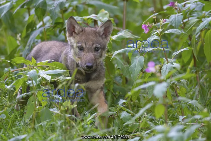 : European Wolf (Canis lupus) young walking in meadow : European Wolf (Canis lupus) young walking in meadow