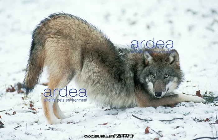 : European Wolf - cub playing in snow : European Wolf - cub playing in snow