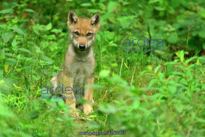 : European Wolf cub - sitting on forest clearing : European Wolf cub - sitting on forest clearing