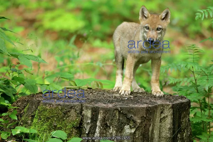 : European Wolf cub - standing on tree trunk looking : European Wolf cub - standing on tree trunk looking