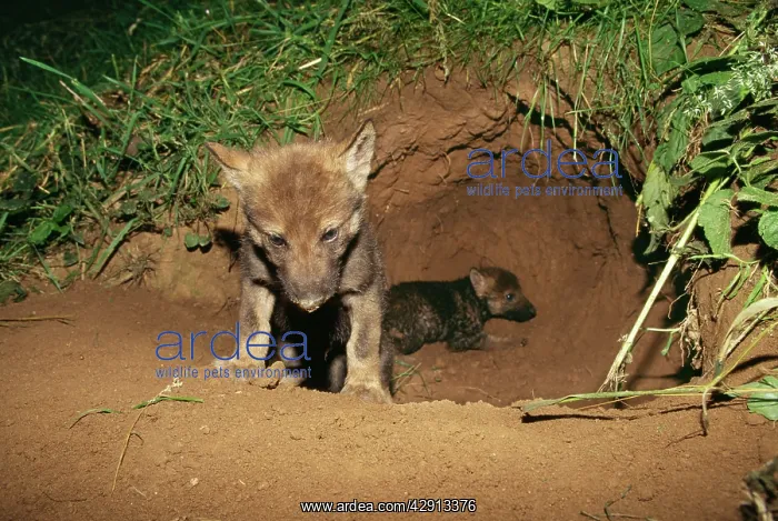 : EUROPEAN WOLF - two cubs at entrance to den : EUROPEAN WOLF - two cubs at entrance to den