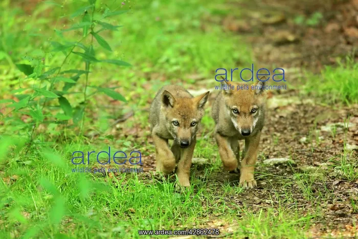 : European Wolf cubs - two young strolling through : European Wolf cubs - two young strolling through