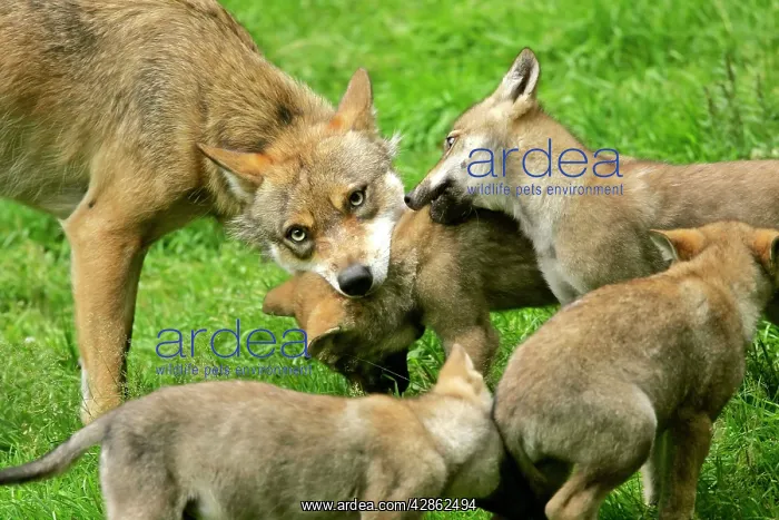 : European Wolf family - she-wolf and cubs teasing : European Wolf family - she-wolf and cubs teasing