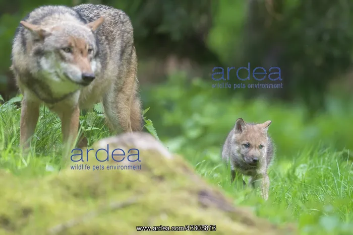 : European Wolf - female with puppy - Germany : European Wolf - female with puppy - Germany