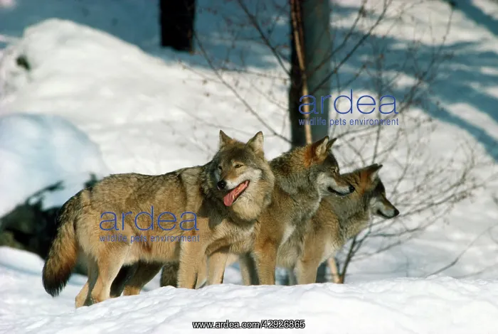 : EUROPEAN WOLF - GROUP : EUROPEAN WOLF - GROUP
