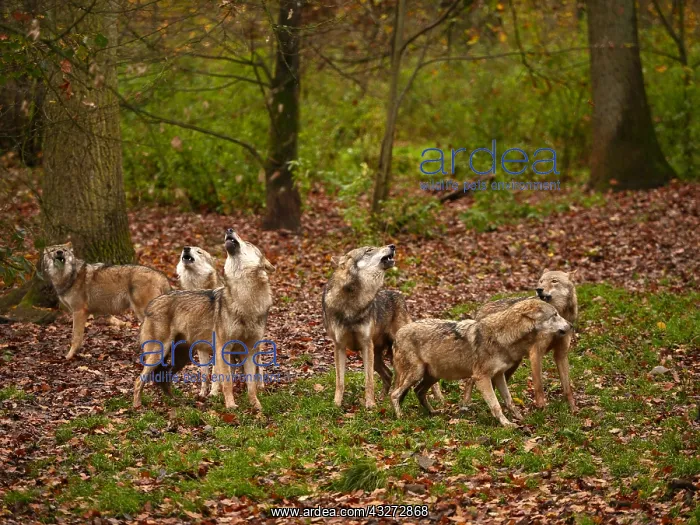 : European Wolf-groupe of them are standing in autumn : European Wolf-groupe of them are standing in autumn
