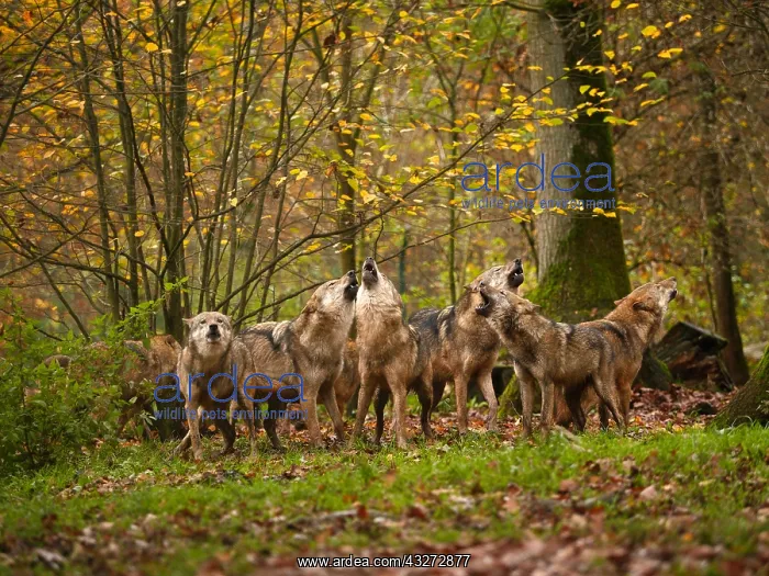 : European Wolf-groupe of them are standing in autumn : European Wolf-groupe of them are standing in autumn