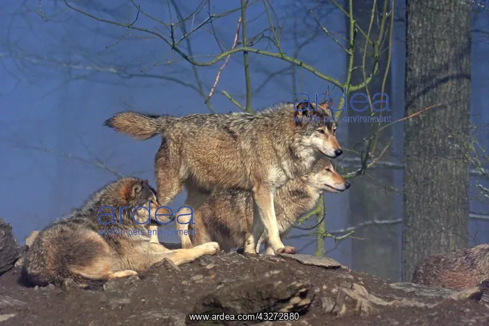 : European Wolf-groupe of them are standing on a forest : European Wolf-groupe of them are standing on a forest