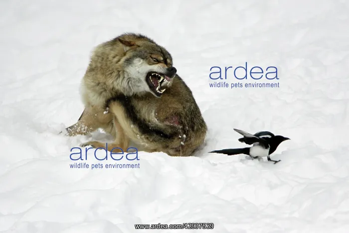 : European Wolf - injured animal snarling at magpie : European Wolf - injured animal snarling at magpie