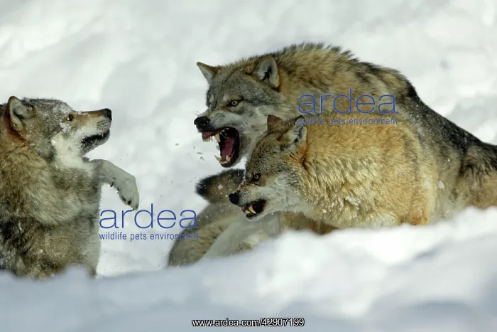 : European Wolf - male and female alpha wolf attacking : European Wolf - male and female alpha wolf attacking