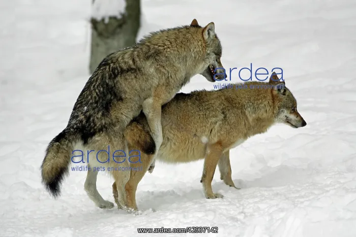 : European Wolf - male and female alpha wolves copulating : European Wolf - male and female alpha wolves copulating