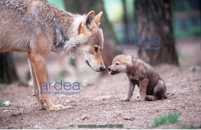 : EUROPEAN WOLF - mother and cub almost touching noses : EUROPEAN WOLF - mother and cub almost touching noses