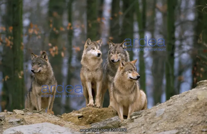: European Wolf - pack : European Wolf - pack