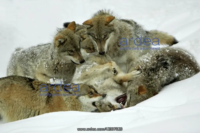 : European Wolf - pack members play fighting in snow