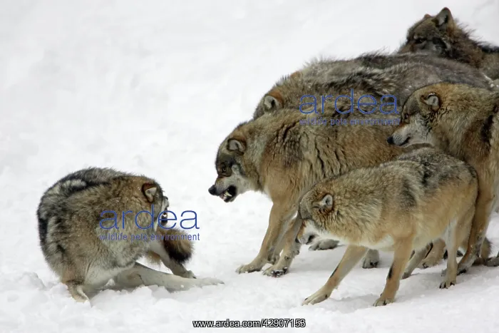 : European Wolf - pack showing aggresssion towards : European Wolf - pack showing aggresssion towards