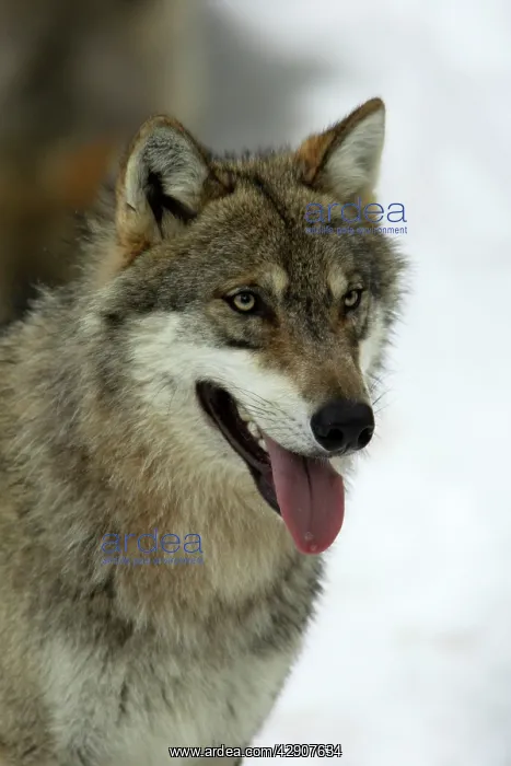 : European Wolf - Portrait of animal in snow, winter : European Wolf - Portrait of animal in snow, winter