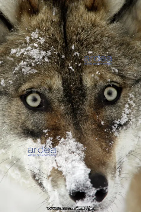 : European Wolf - portrait of face mask covered with snow : European Wolf - portrait of face mask covered with snow