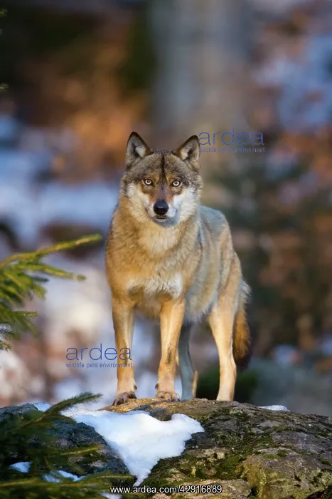 : European Wolf - portrait, in snow : European Wolf - portrait, in snow