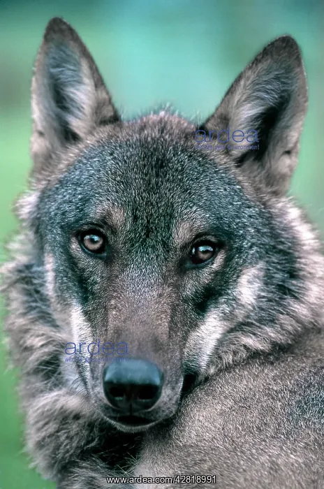 : European Wolf - private farm : European Wolf - private farm