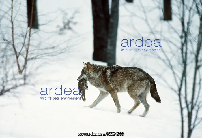 : EUROPEAN WOLF - with rabbit prey in mouth, walks : EUROPEAN WOLF - with rabbit prey in mouth, walks