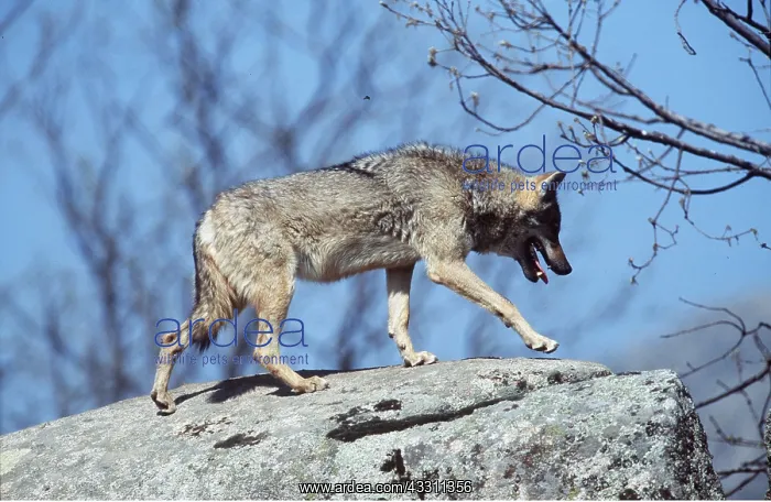 : EUROPEAN WOLF - on rock