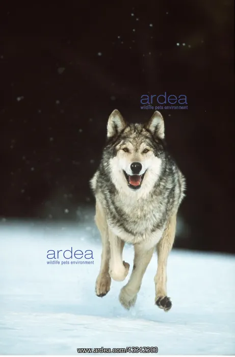  : European WOLF - runnning in snow