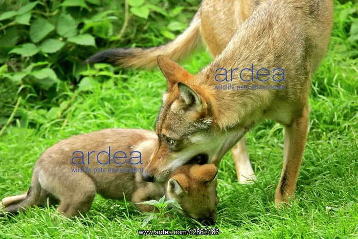 : European Wolf - She-Wolf about to drag off cub : European Wolf - She-Wolf about to drag off cub